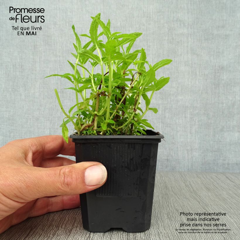 Stachys palustris Maceta de 8/9 cm Ejemplar entregado en la primavera