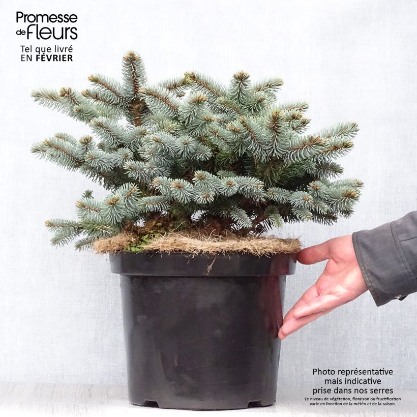 Picea pungens Glauca Globosa - Pícea de Colorado Maceta 4L/5L Ejemplar entregado en invierno