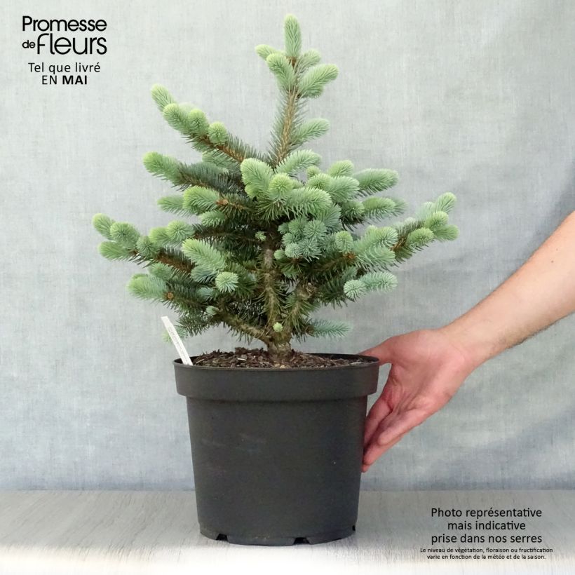 Picea pungens Glauca Globosa - Pícea de Colorado Maceta 4L/5L Ejemplar entregado en la primavera