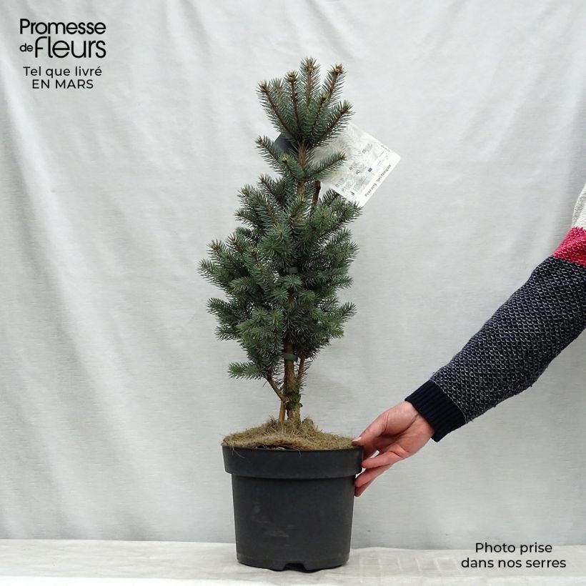 Picea pungens Iseli Fastigiate - Pícea de Colorado Pieza Ejemplar entregado en invierno