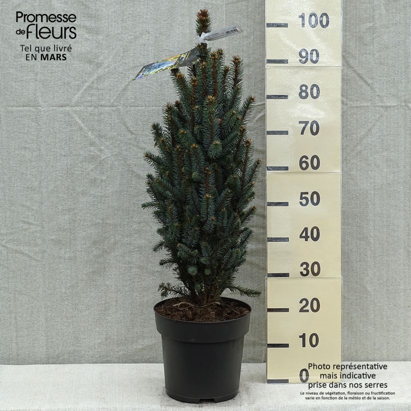 Picea pungens Iseli Fastigiate - Pícea de Colorado Pieza Ejemplar entregado en la primavera