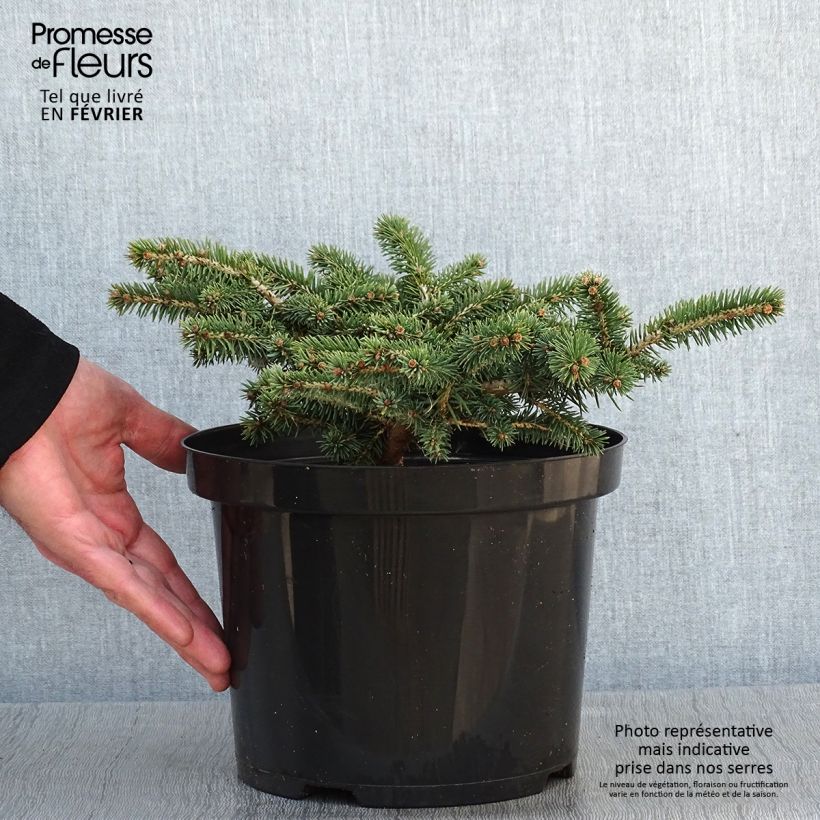 Picea pungens Sonia - Pícea de Colorado Maceta 4L/5L Ejemplar entregado en invierno