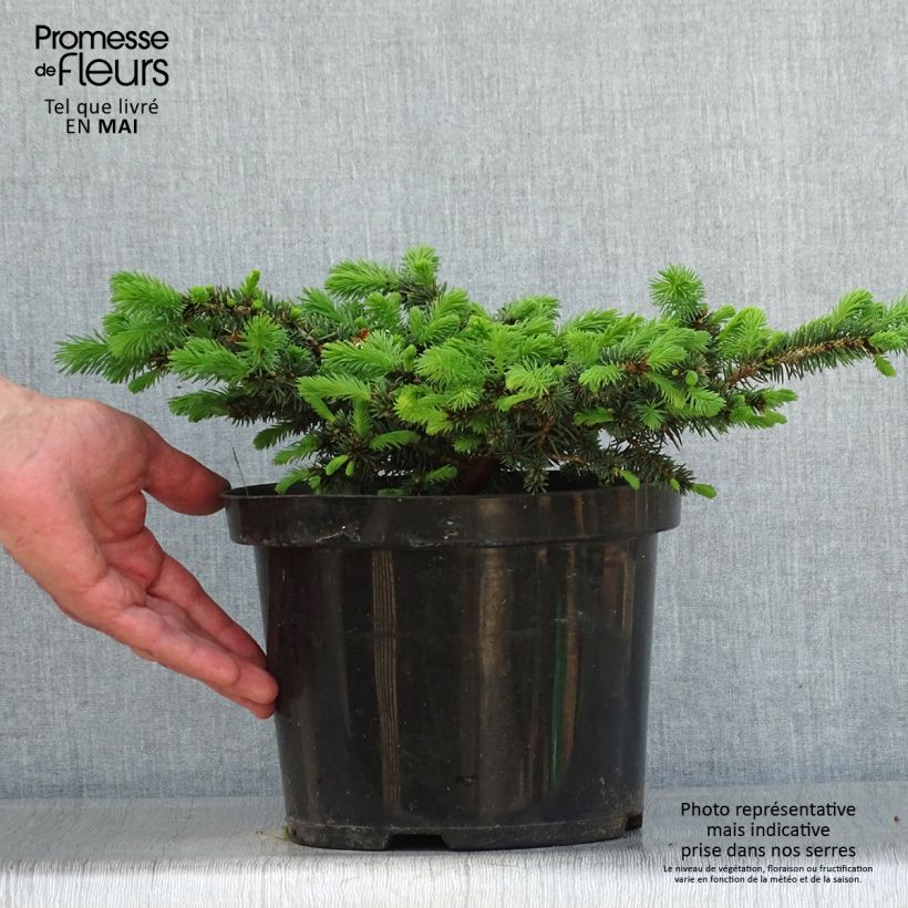 Picea pungens Sonia - Pícea de Colorado Maceta 4L/5L Ejemplar entregado en la primavera
