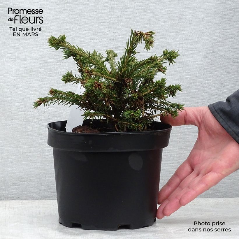 Picea abies Maxwellii - Pícea común Maceta 2L/3L Ejemplar entregado en la primavera