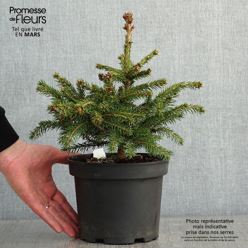 Picea abies Maxwellii - Pícea común Maceta 2L/3L Ejemplar entregado en invierno