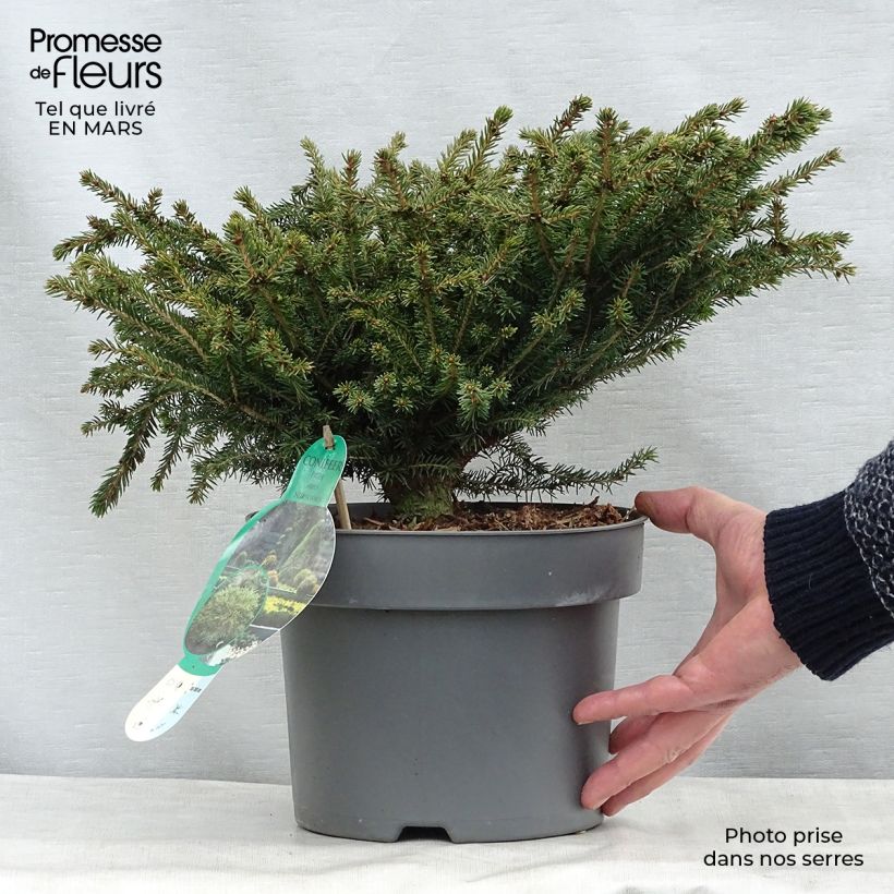 Picea abies Nidiformis - Pícea común Maceta 2L/3L Ejemplar entregado en invierno