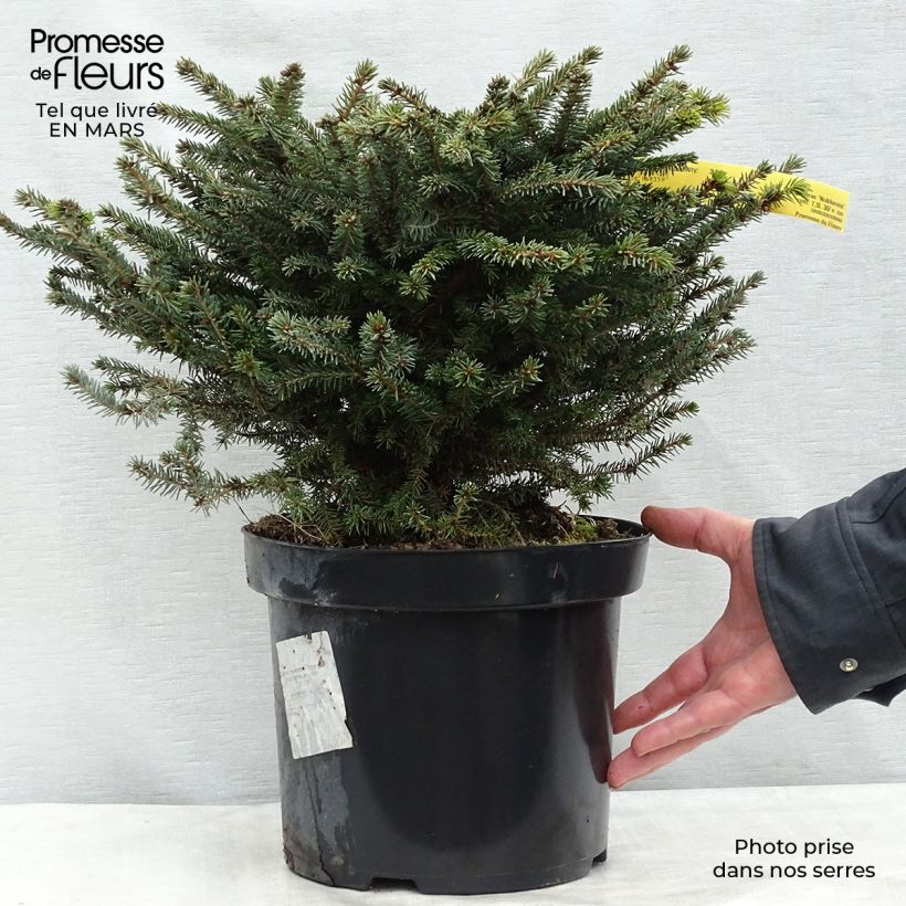 Picea abies Nidiformis - Pícea común Maceta 7,5L/10L Ejemplar entregado en invierno