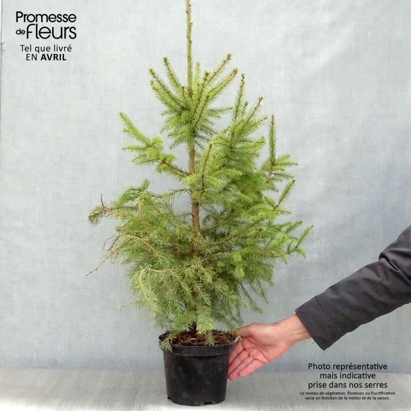 Picea omorika Nana - Pícea de Serbia Maceta 2L/3L Ejemplar entregado en la primavera