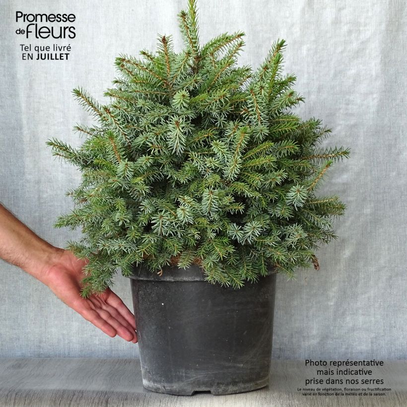 Ejemplar de Picea omorika Nana - Pícea de Serbia Maceta 7,5L/10L entregado en verano