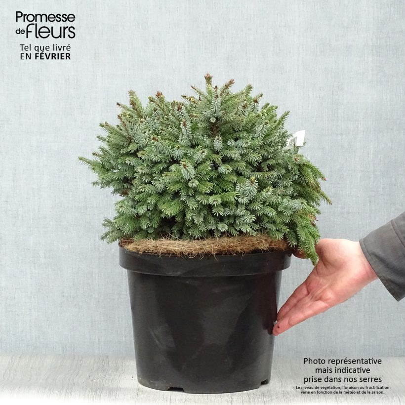 Picea omorika Nana - Pícea de Serbia Maceta 7,5L/10L Ejemplar entregado en invierno