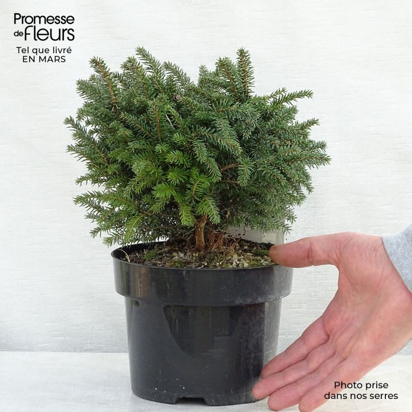 Picea omorika Karel - Pícea de Serbia Maceta 2L/3L Ejemplar entregado en la primavera