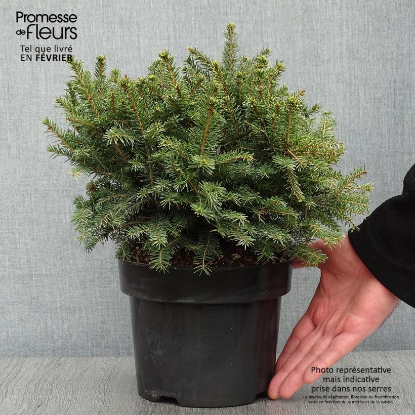Picea omorika Karel - Pícea de Serbia Maceta 2L/3L Ejemplar entregado en invierno