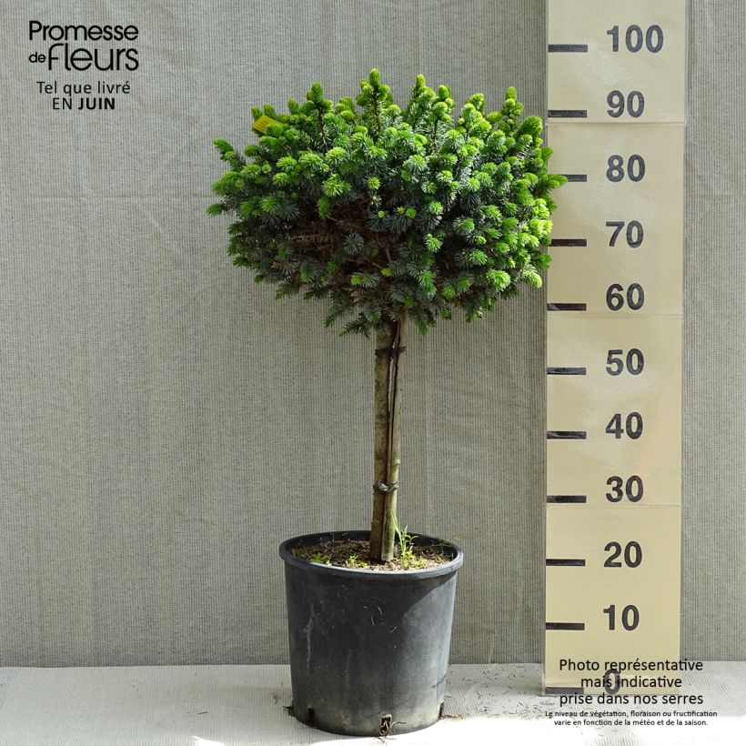 Picea sitchensis Silberzwerg - Pícea de Sitka Maceta 12L/15L, Tallo Ejemplar entregado en la primavera