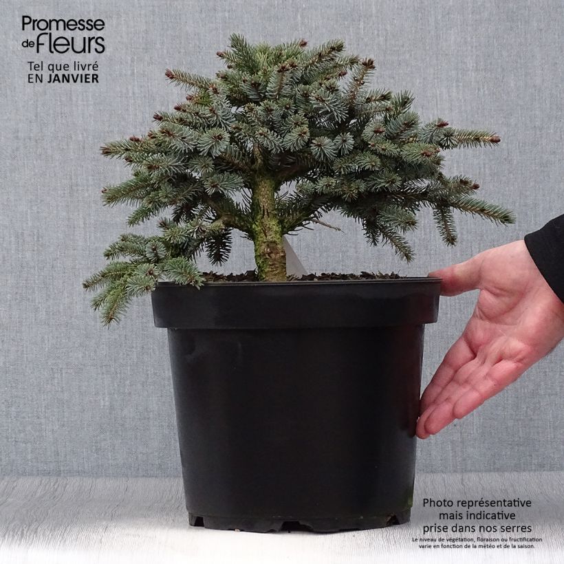 Picea mariana Machala - Abeto negro Maceta 4L/5L Ejemplar entregado en invierno