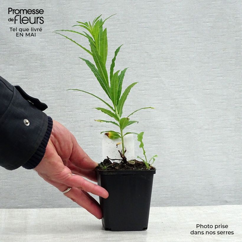 Epilobium angustifolium Album Maceta de 8/9 cm Ejemplar entregado en la primavera