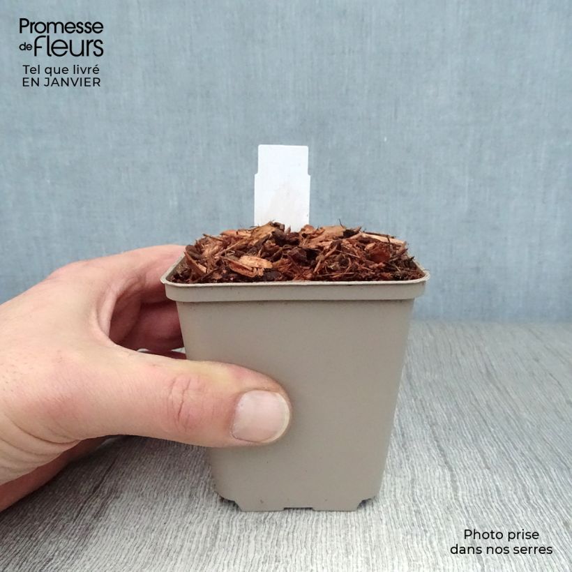 Epilobium angustifolium Stahl Rose Maceta de 8/9 cm Ejemplar entregado en invierno