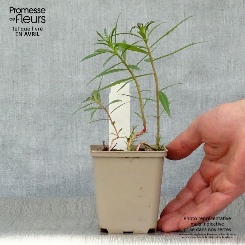 Epilobium angustifolium Stahl Rose Maceta de 8/9 cm Ejemplar entregado en la primavera