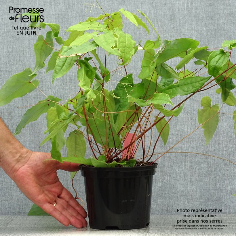 Ejemplar de Epimedium Elenwe Maceta 1,5L/2L entregado en verano