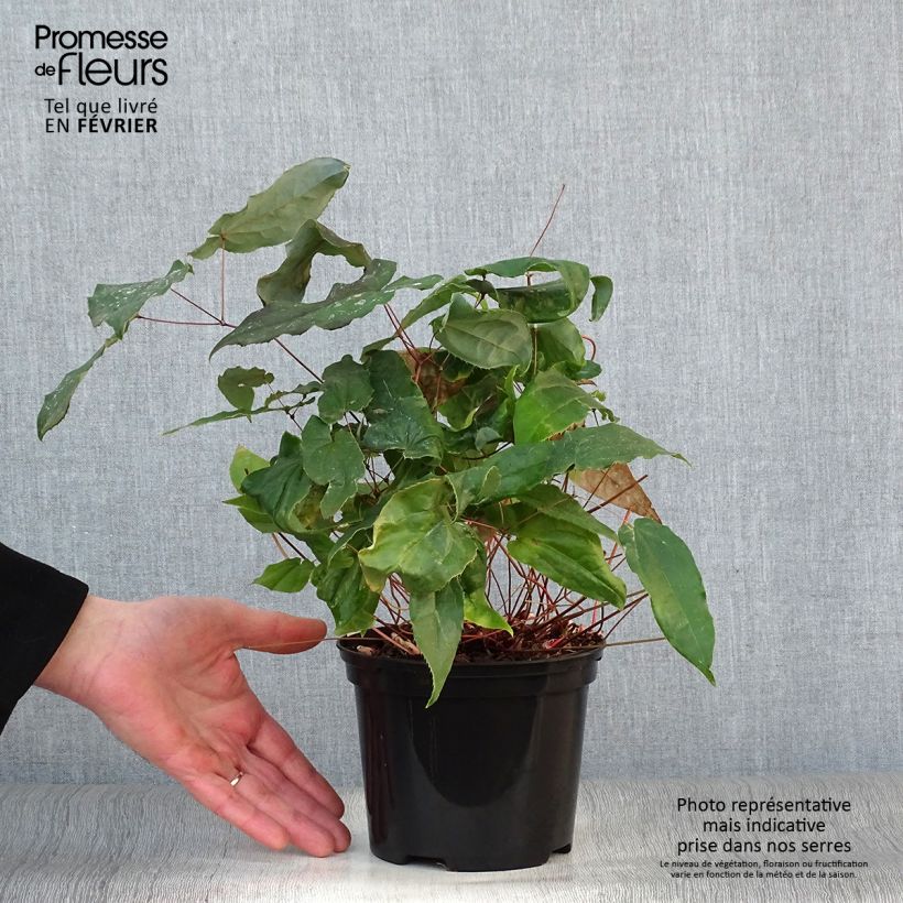 Epimedium Elenwe Maceta 1,5L/2L Ejemplar entregado en invierno