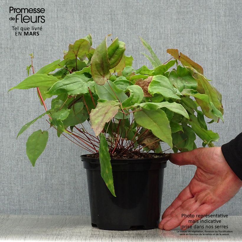 Epimedium Elenwe Maceta 1,5L/2L Ejemplar entregado en la primavera