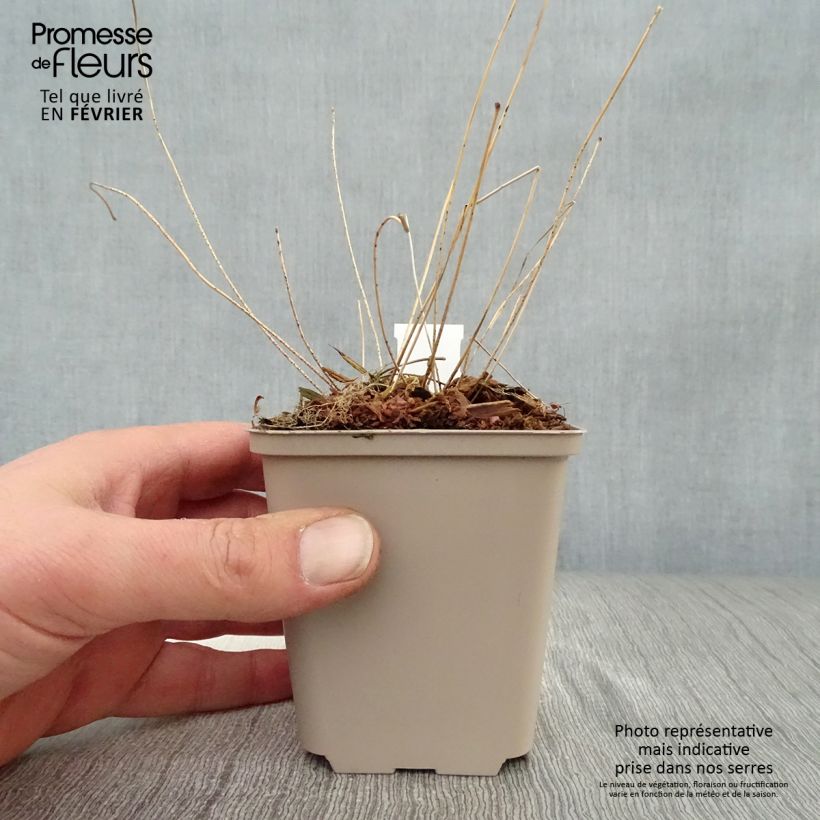 Epimedium acuminatum Maceta de 8/9 cm Ejemplar entregado en invierno