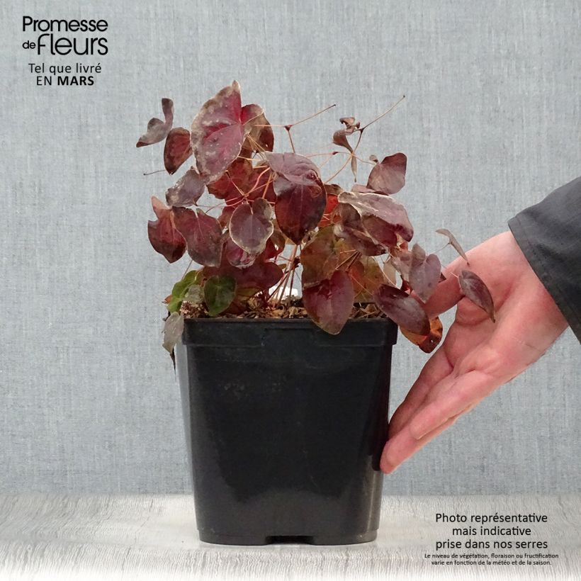 Epimedium acuminatum Maceta 2L/3L Ejemplar entregado en la primavera