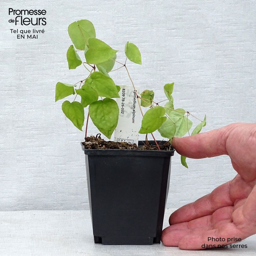 Epimedium alpinum Maceta de 8/9 cm Ejemplar entregado en la primavera
