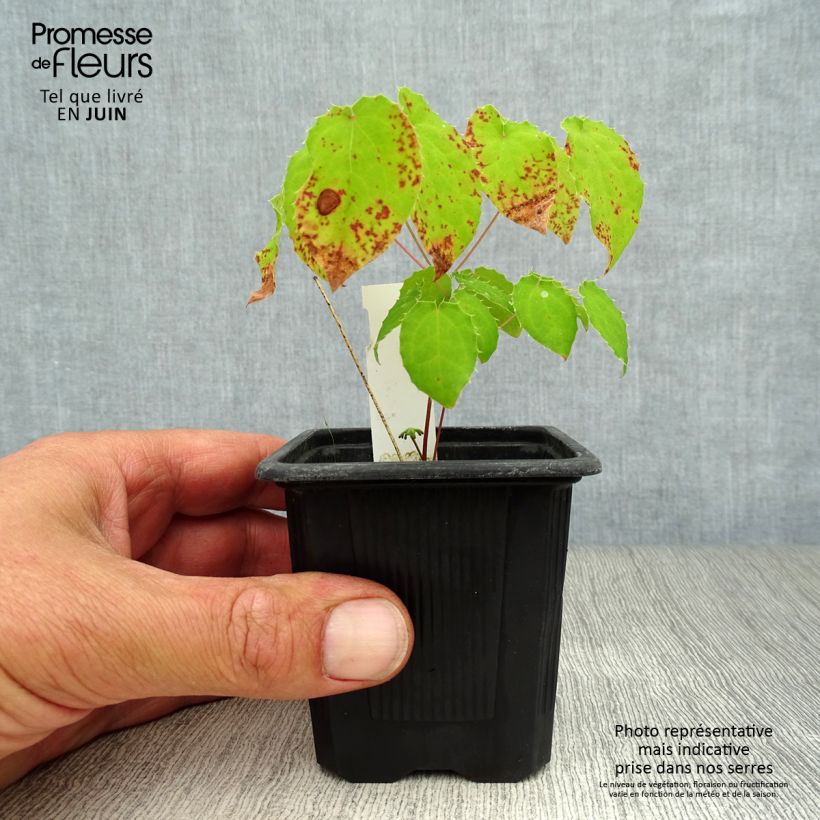 Ejemplar de Epimedium alpinum Maceta de 8/9 cm entregado en verano