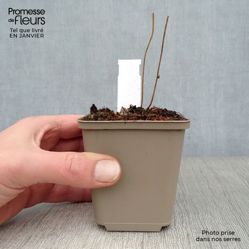 Epimedium alpinum Maceta de 8/9 cm Ejemplar entregado en invierno