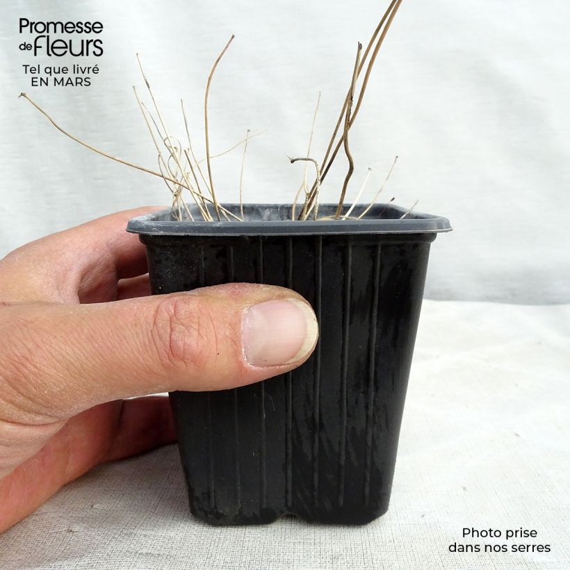 Epimedium Asiatic hybrids Maceta de 8/9 cm Ejemplar entregado en la primavera