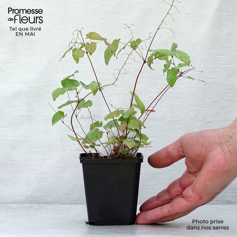 Epimedium davidii Maceta de 8/9 cm Ejemplar entregado en la primavera