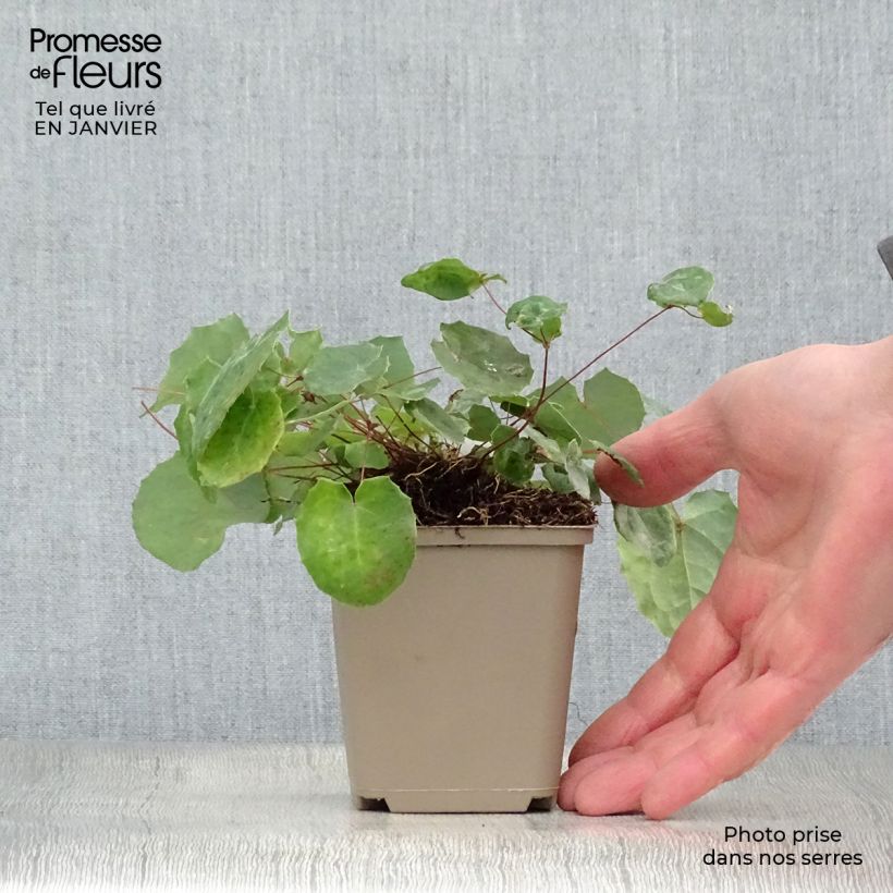 Epimedium davidii Maceta de 8/9 cm Ejemplar entregado en invierno