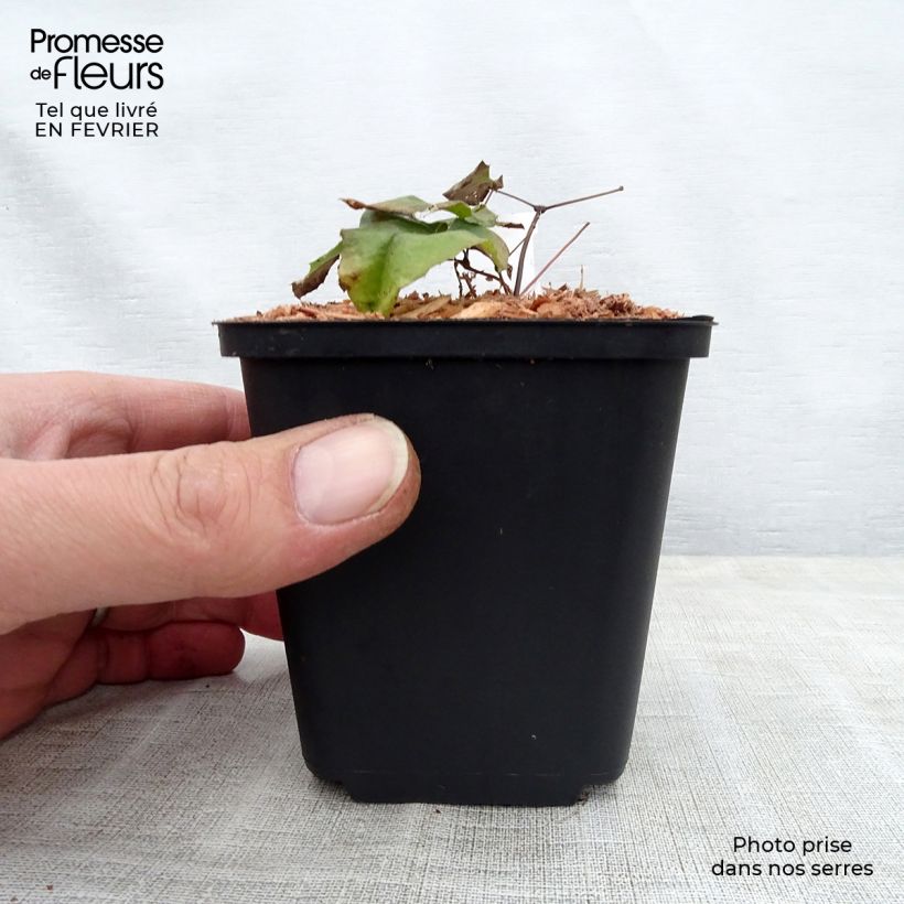 Epimedium dolichostemon Maceta de 8/9 cm Ejemplar entregado en invierno