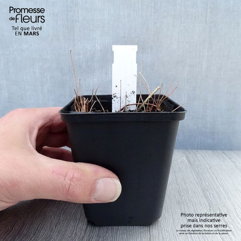 Epimedium elongatum Maceta de 8/9 cm Ejemplar entregado en la primavera