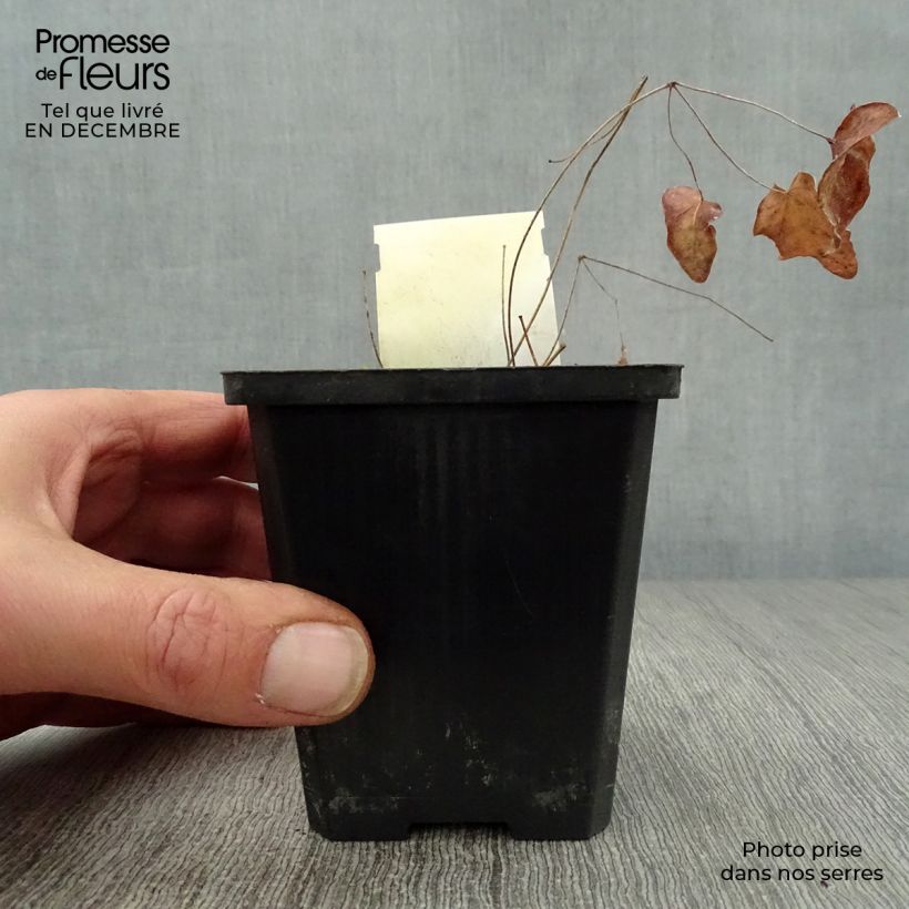 Epimedium grandiflorum Akebono Maceta de 8/9 cm Ejemplar entregado en invierno