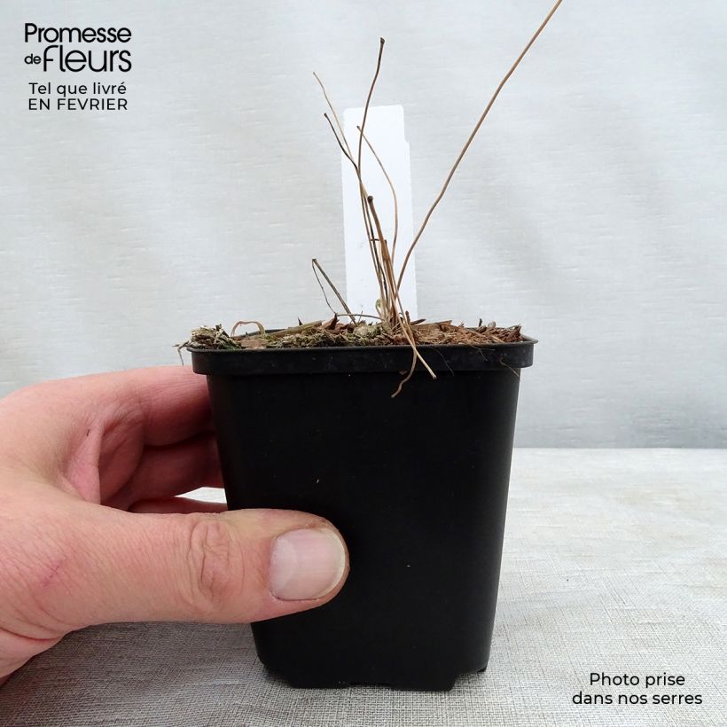 Epimedium grandiflorum Beni-kujaku Maceta de 8/9 cm Ejemplar entregado en invierno