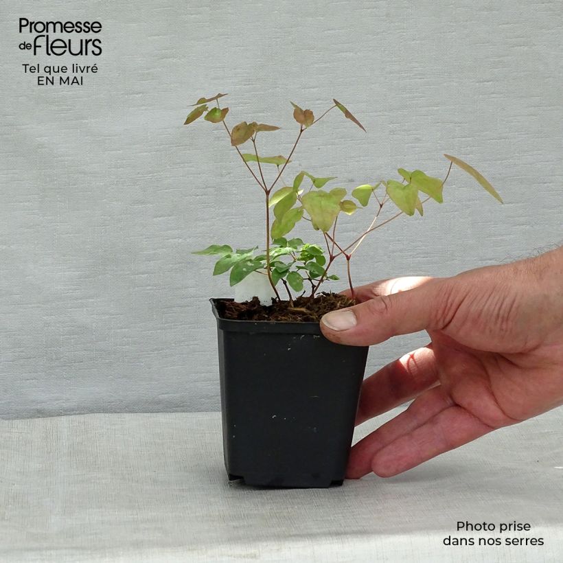 Epimedium grandiflorum Maceta de 8/9 cm Ejemplar entregado en la primavera