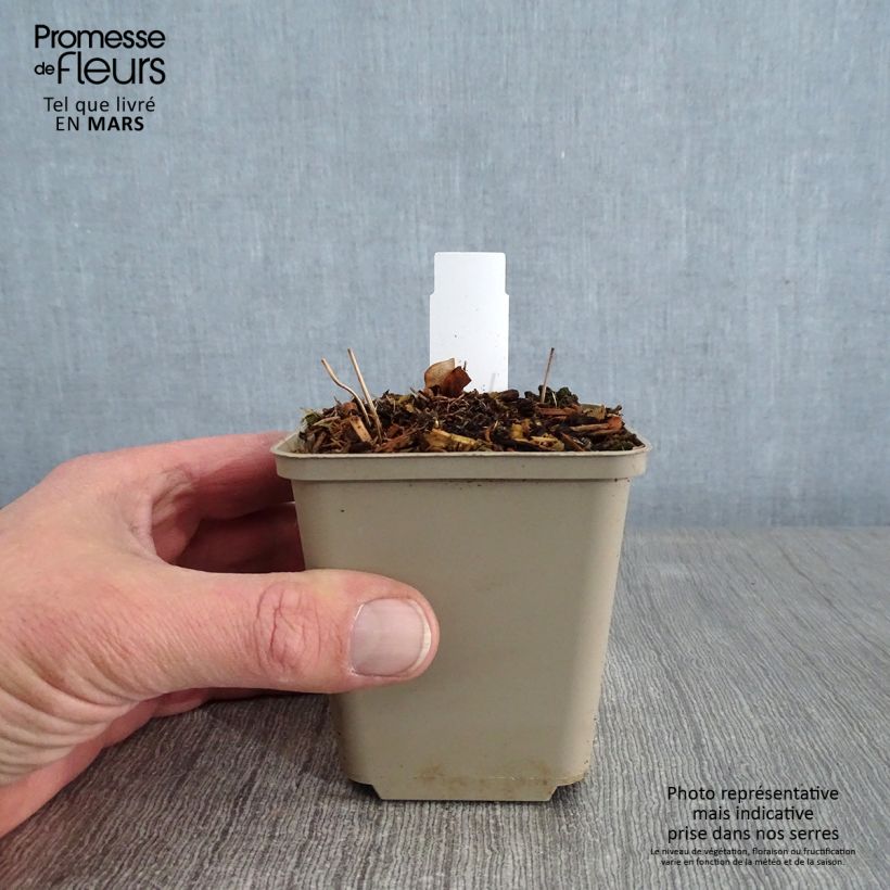 Epimedium grandiflorum Maceta de 8/9 cm Ejemplar entregado en invierno