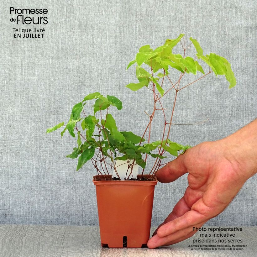Ejemplar de Epimedium grandiflorum Lilafee Maceta de 8/9 cm entregado en verano