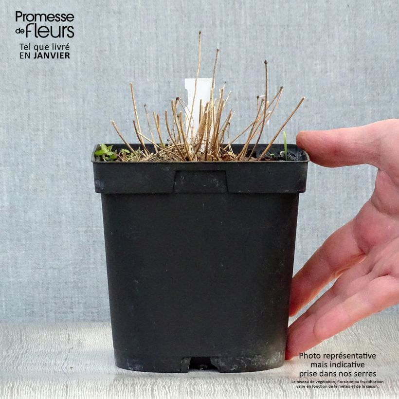 Epimedium grandiflorum Lilafee Maceta 2L/3L Ejemplar entregado en invierno