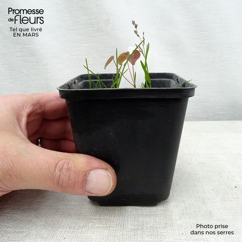 Epimedium grandiflorum Purple Pixie Maceta de 8/9 cm Ejemplar entregado en la primavera