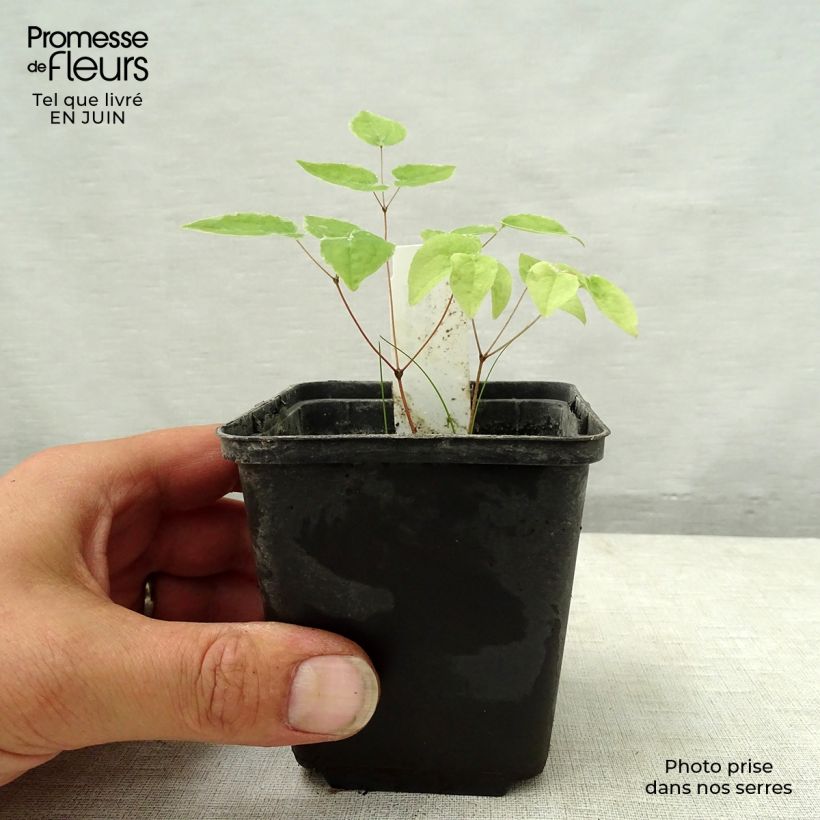 Ejemplar de Epimedium grandiflorum Purple Pixie Maceta de 8/9 cm entregado en verano