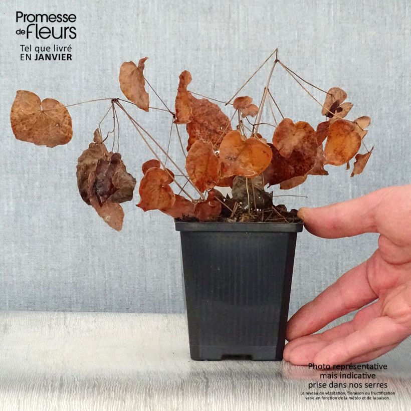 Epimedium grandiflorum Purple Pixie Maceta de 8/9 cm Ejemplar entregado en invierno