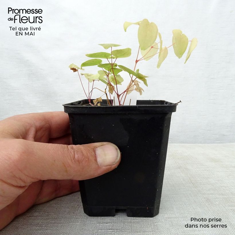 Epimedium grandiflorum Red Beauty Maceta de 8/9 cm Ejemplar entregado en la primavera