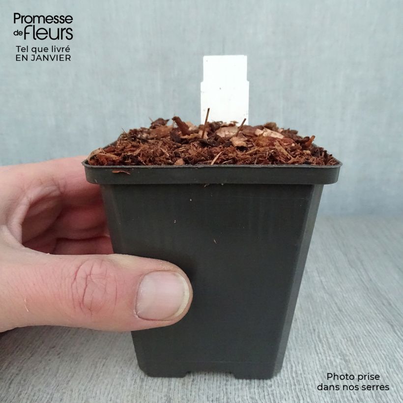 Epimedium grandiflorum Red Beauty Maceta de 8/9 cm Ejemplar entregado en invierno