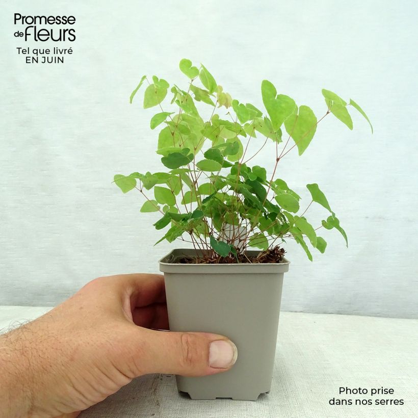 Ejemplar de Epimedium grandiflorum Shiho Maceta de 8/9 cm entregado en verano