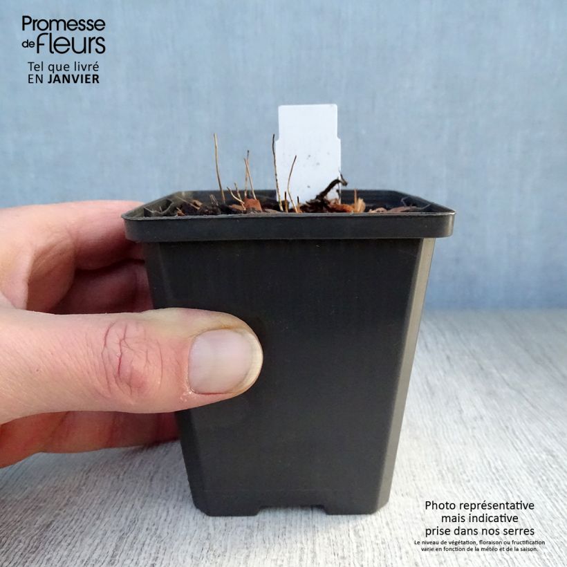 Epimedium grandiflorum Shiho Maceta de 8/9 cm Ejemplar entregado en invierno