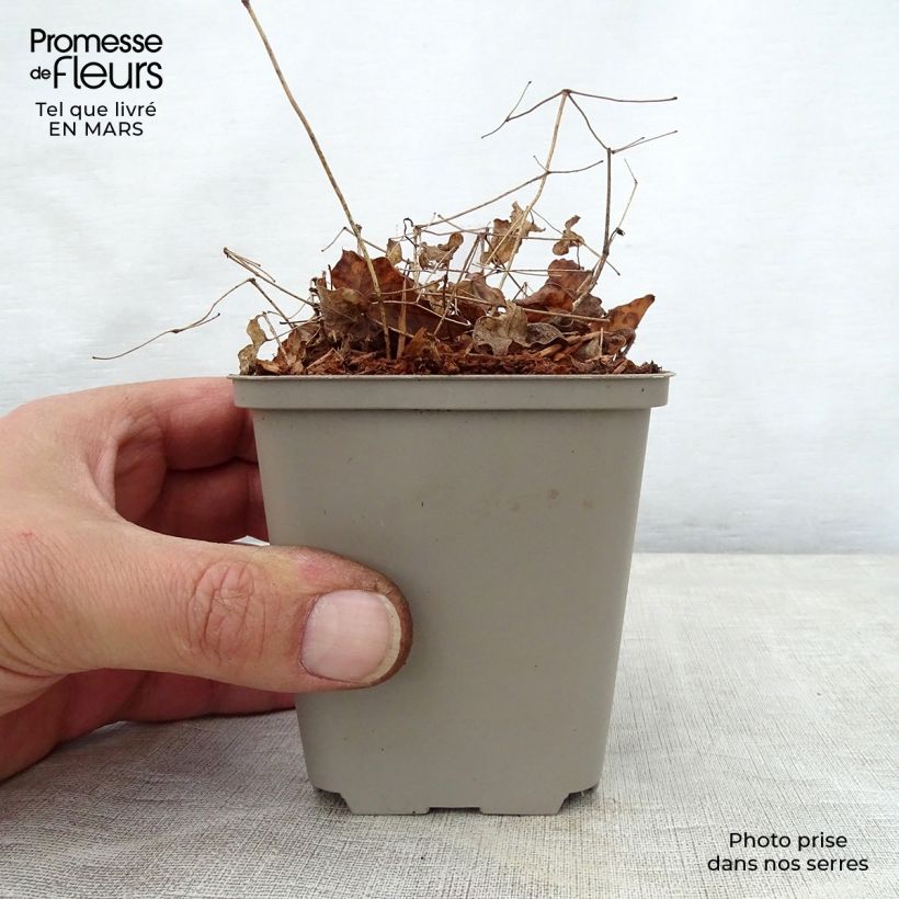 Epimedium grandiflorum Shiho Maceta de 8/9 cm Ejemplar entregado en la primavera