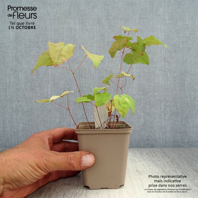 Ejemplar de Epimedium Pink Elf Maceta de 8/9 cm entregado en otoño