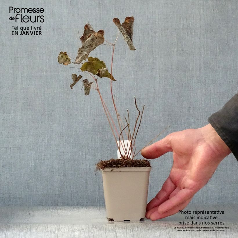 Epimedium Pink Elf Maceta de 8/9 cm Ejemplar entregado en invierno